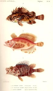 Cuvier-24-Apiste-Blepsias-Pterois
