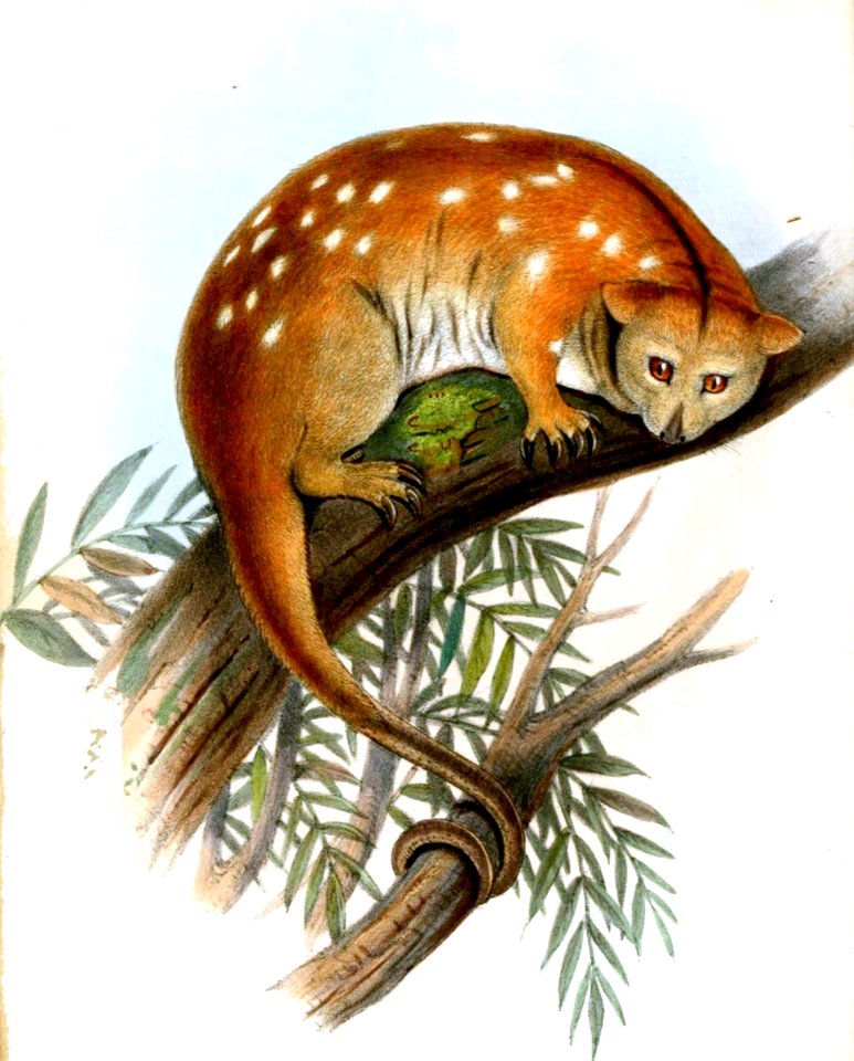 CuscusOrnatusJennens