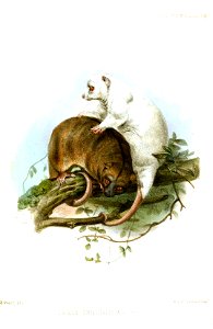 CuscusOrientalisWolf