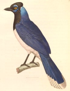 Cyanocorax chrysops 1838
