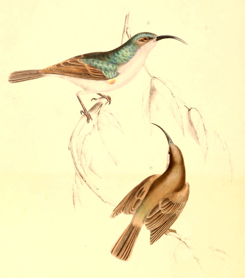 Cyanomitra veroxii 1838