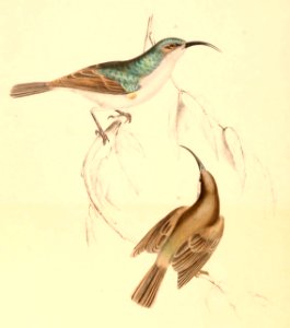 Cyanomitra veroxii 1838