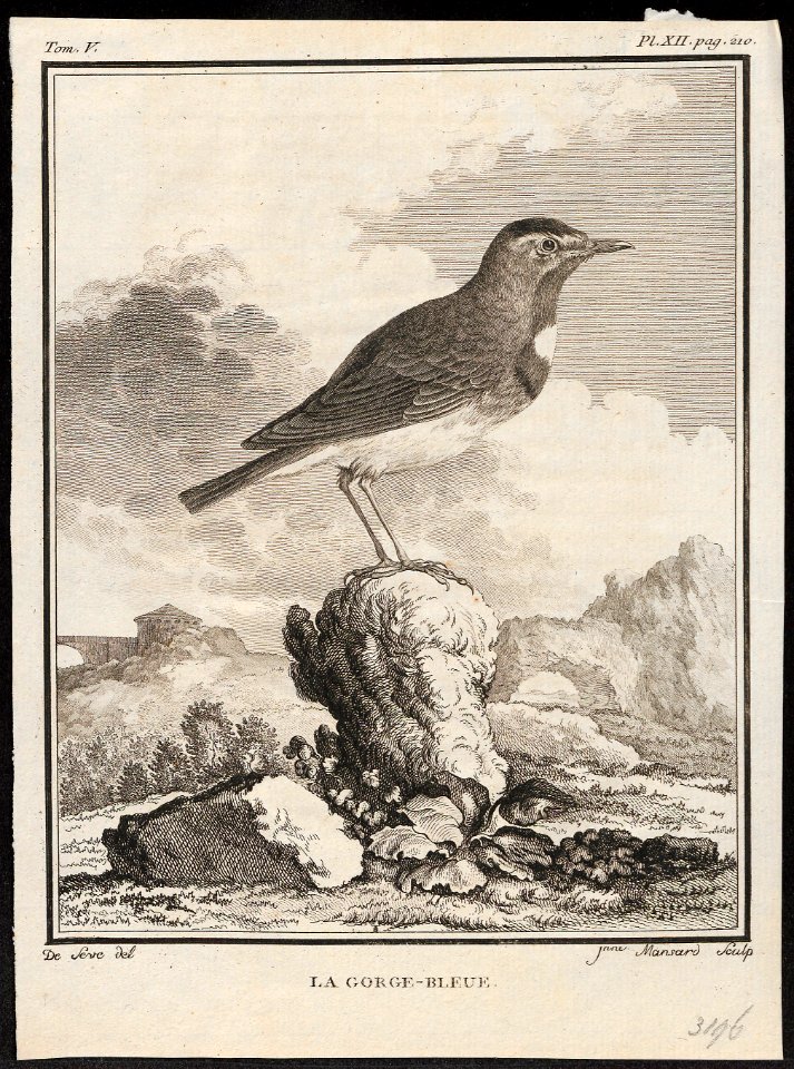 Cyanecula suecica - 1700-1880 - Print - Iconographia Zoologica - Special Collections University of Amsterdam - UBA01 IZ16200266