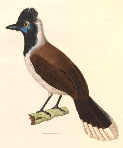 Cyanocorax cyanopogon 1838