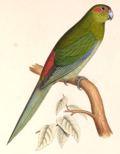 Cyanoramphus zealandicus 1849
