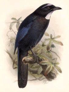 Cyanolyca argentigula Keulemans