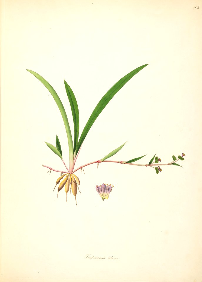 Cyanotis tuberosa Roxburgh 1798 2-108