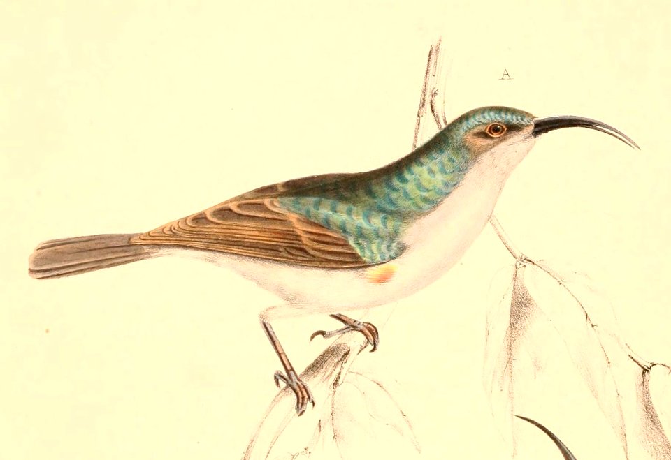 Cyanomitra veroxii male 1838