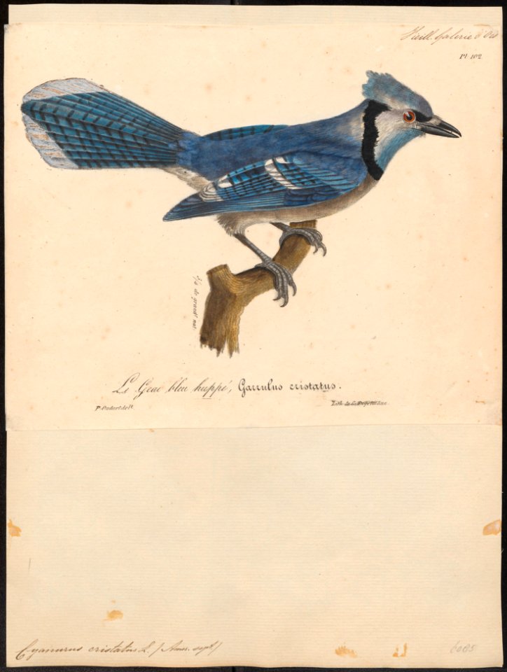 Cyanurus cristatus - 1825-1834 - Print - Iconographia Zoologica - Special Collections University of Amsterdam - UBA01 IZ15700031