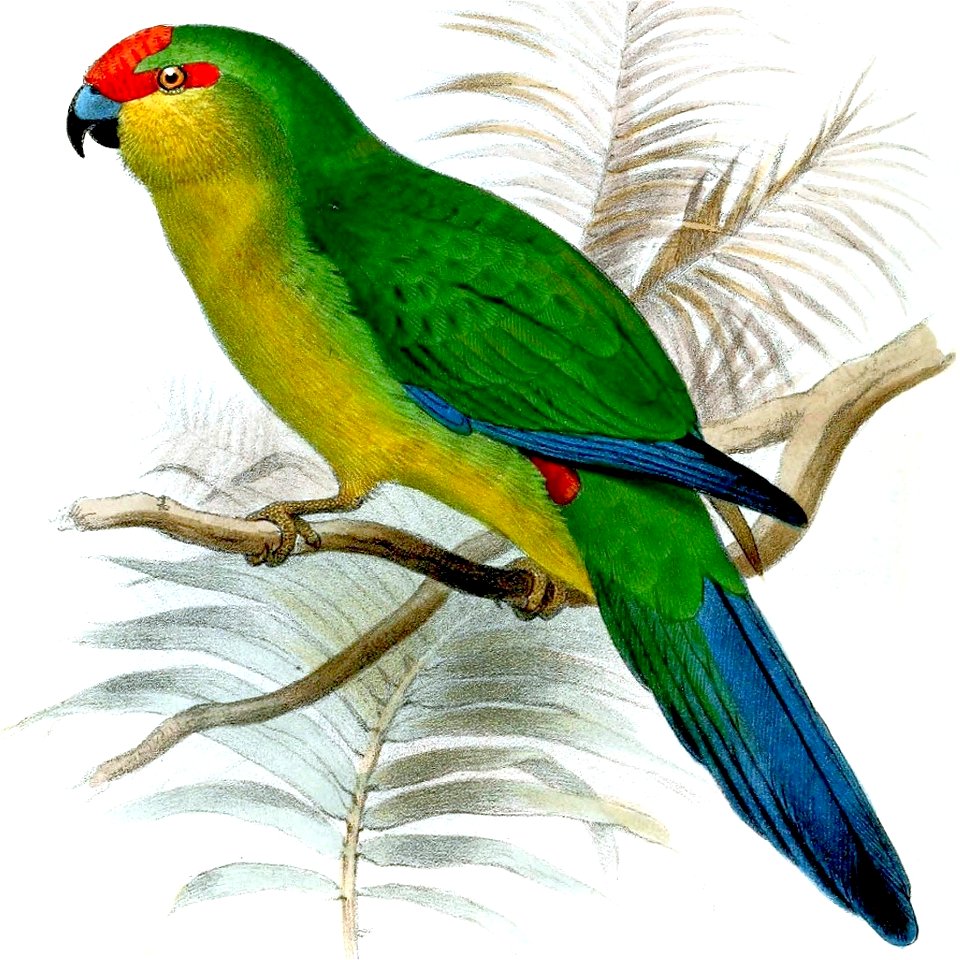 Cyanoramphus saisseti