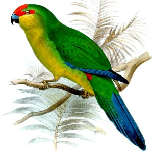 Cyanoramphus saisseti