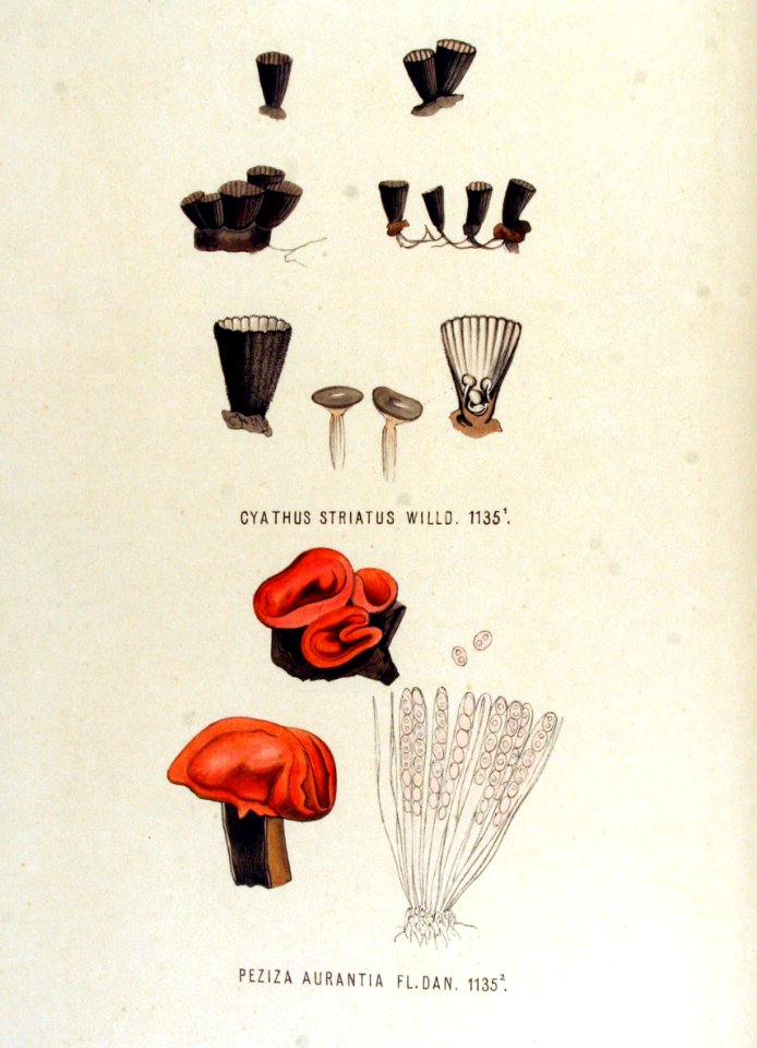 Cyathus striatus — Flora Batava — Volume v15
