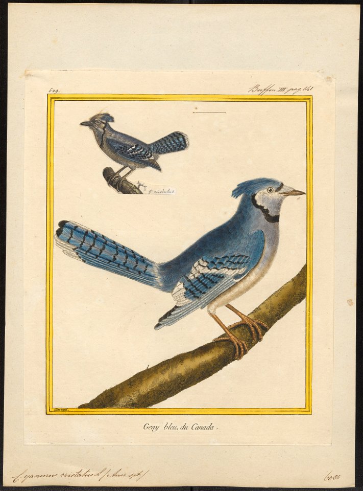 Cyanurus cristatus - 1700-1880 - Print - Iconographia Zoologica - Special Collections University of Amsterdam - UBA01 IZ15700029