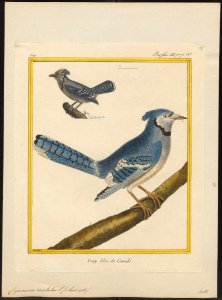 Cyanurus cristatus - 1700-1880 - Print - Iconographia Zoologica - Special Collections University of Amsterdam - UBA01 IZ15700029