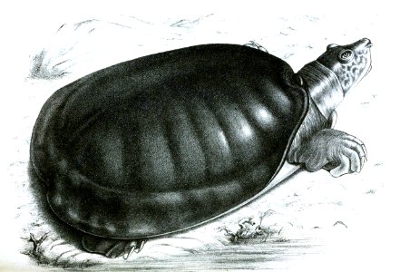 CyclanosteusSenegalensisFord