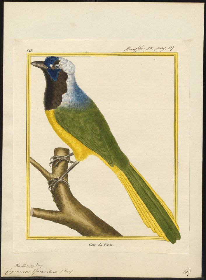 Cyanurus yncas - 1700-1880 - Print - Iconographia Zoologica - Special Collections University of Amsterdam - UBA01 IZ15700047