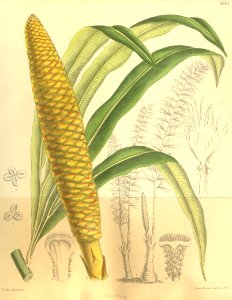 Cycas micholitzii 135-8242