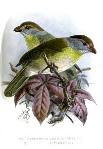 CyclorhisKeulemans