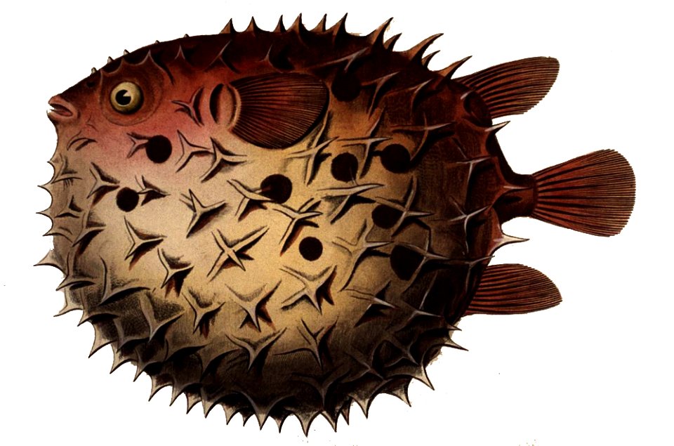 Cyclichthys orbicularis mirrored