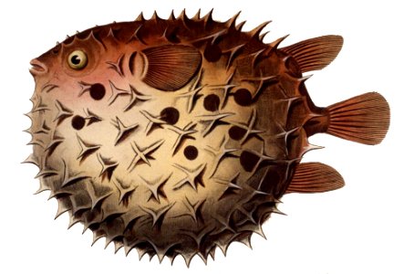Cyclichthys orbicularis mirrored