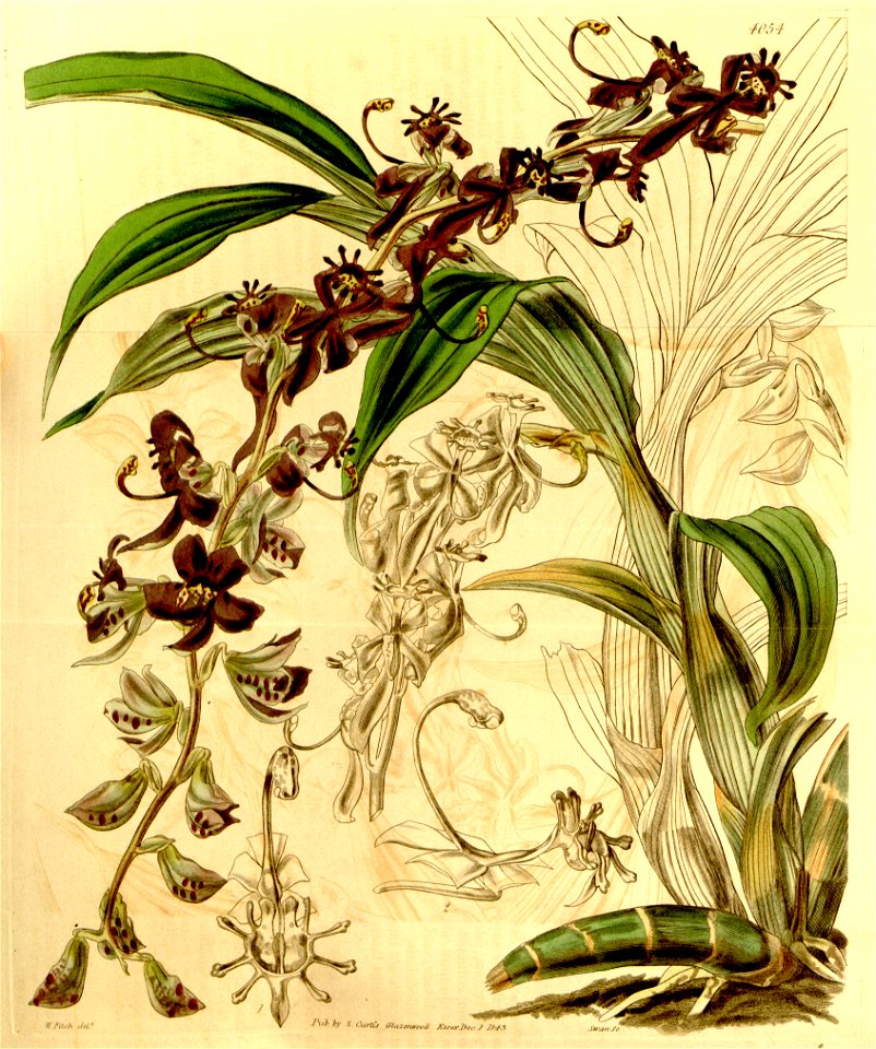 Cycnoches egertonianum (as Cycnoches ventricosum var. egertonianum) - Curtis' 70 (N.S. 17) pl. 4054 (1844)