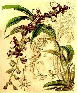 Cycnoches egertonianum (as Cycnoches ventricosum var. egertonianum) - Curtis' 70 (N.S. 17) pl. 4054 (1844)