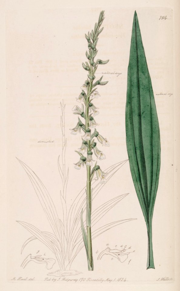 Cyclopogon bicolor (as Neottia bicolor) - Bot. Reg. 10 pl. 794 (1824)