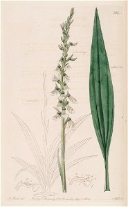 Cyclopogon bicolor (as Neottia bicolor) - Bot. Reg. 10 pl. 794 (1824)