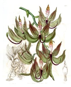 Cycnoches loddigesii - Edwards vol 21 pl 1742 (1836)