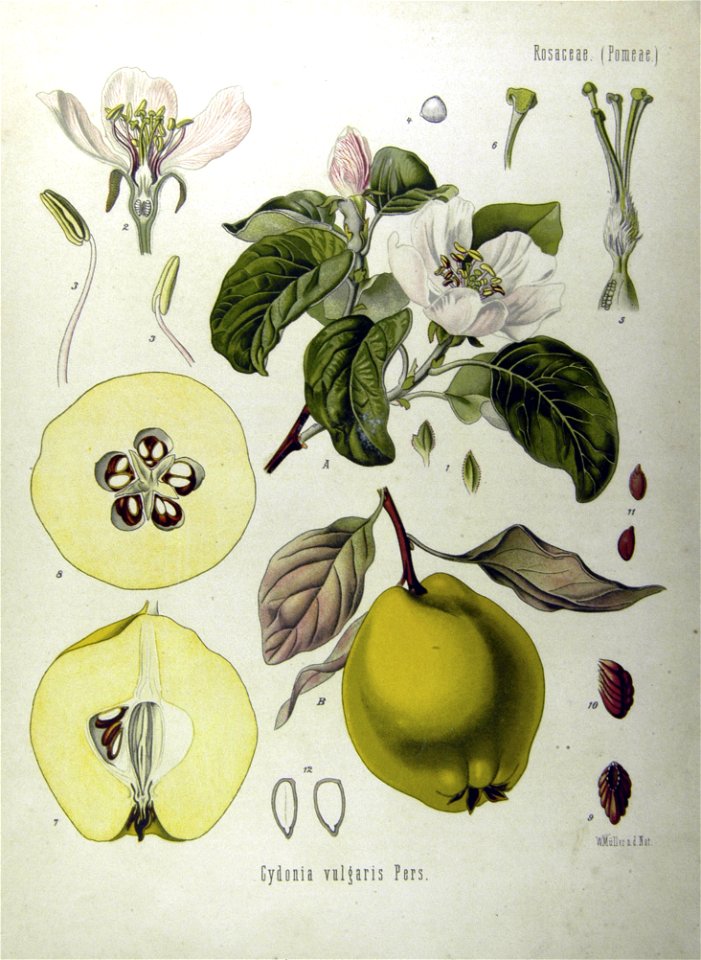 Cydonia oblonga - Köhler–s Medizinal-Pflanzen-049