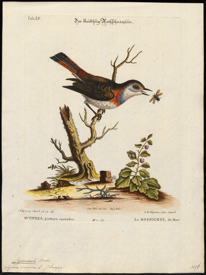 Cyanecula suecica - 1700-1880 - Print - Iconographia Zoologica - Special Collections University of Amsterdam - UBA01 IZ16200258