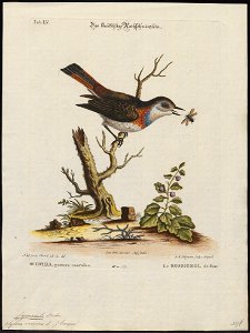 Cyanecula suecica - 1700-1880 - Print - Iconographia Zoologica - Special Collections University of Amsterdam - UBA01 IZ16200258