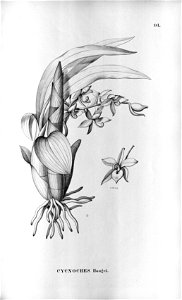Cycnoches haagii . . . . .Flora Brasiliensis 3-5-91