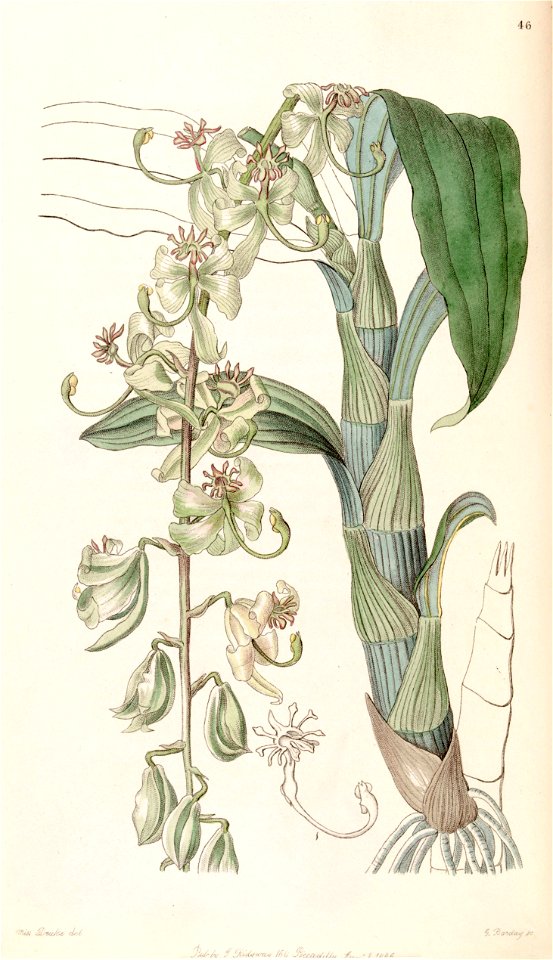 Cycnoches stelliferum (as Cycnoches egertonianum var. viride) - Edwards vol 32 (NS 9) pl 46 (1846)