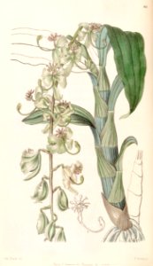 Cycnoches stelliferum (as Cycnoches egertonianum var. viride) - Edwards vol 32 (NS 9) pl 46 (1846)
