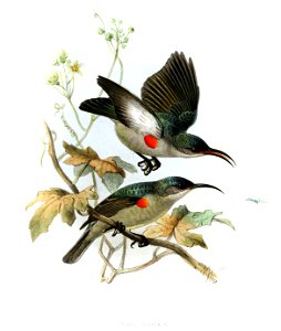 Cyanomitra veroxii Keulemans