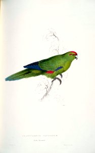 Cyanoramphus novaezelandiae -Platycercus pacificus. Pacific parrakeet -by Edward Lear 1812-1888