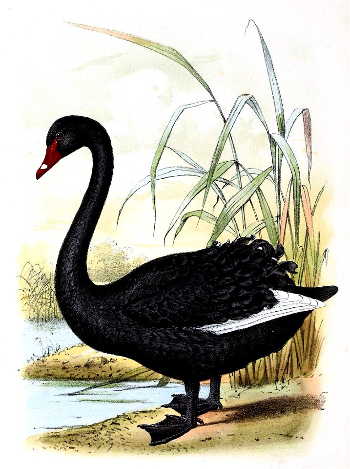Cygnus atratus 1869
