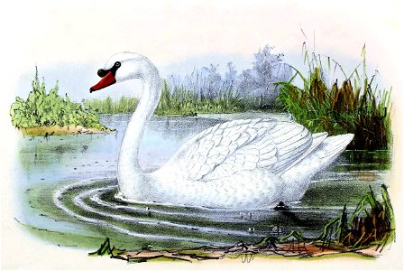 Cygnus olor 1873