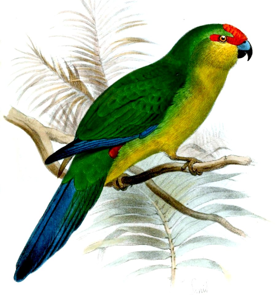 CyanorhamphusSaissetiSmit (cropped)