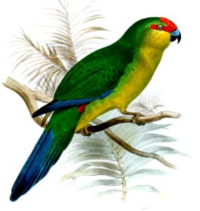 CyanorhamphusSaissetiSmit (cropped)