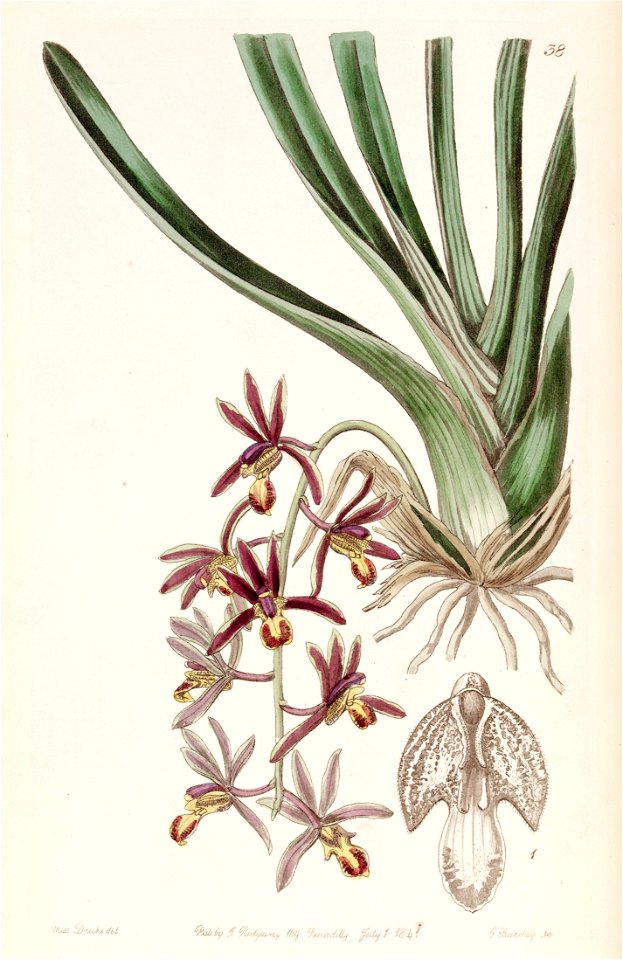 Cymbidium bicolor subsp. pubescens (as Cymbidium pubescens) - Edwards vol 27 (NS 4) pl 38 (1841)