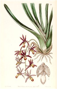 Cymbidium bicolor subsp. pubescens (as Cymbidium pubescens) - Edwards vol 27 (NS 4) pl 38 (1841). Free illustration for personal and commercial use.