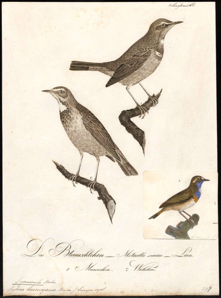 Cyanecula leucocyanea - 1800-1812 - Print - Iconographia Zoologica - Special Collections University of Amsterdam - UBA01 IZ16200264