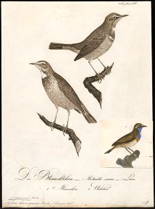 Cyanecula leucocyanea - 1800-1812 - Print - Iconographia Zoologica - Special Collections University of Amsterdam - UBA01 IZ16200264