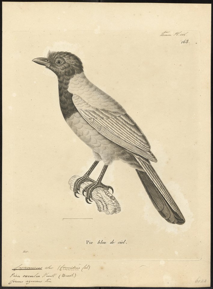Cyanurus caeruleus - 1700-1880 - Print - Iconographia Zoologica - Special Collections University of Amsterdam - UBA01 IZ15700049