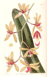 Cymbidium aloifolium (as Cymbidium pendulum) - Edwards vol 26 (NS 3) pl 25 (1840)