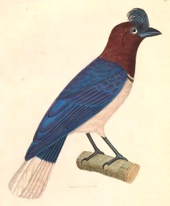 Cyanocorax cristatellus 1838
