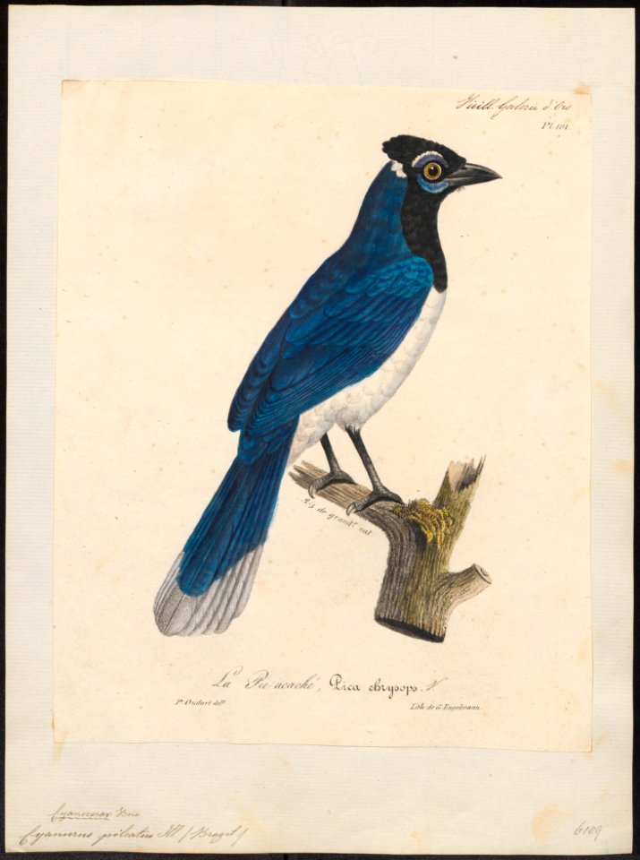 Cyanurus pileatus - 1825-1834 - Print - Iconographia Zoologica - Special Collections University of Amsterdam - UBA01 IZ15700041