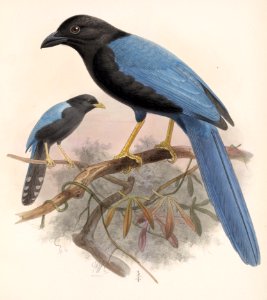 Cyanocorax yucatanicus 1902. Free illustration for personal and commercial use.